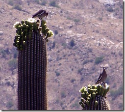 Saguaro and Whitewinged Doves