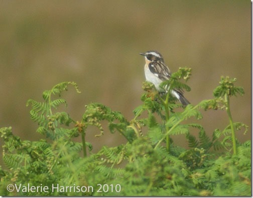 20-male-whinchat