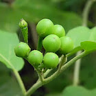 turkey berry, Devil's fig, pea eggplant