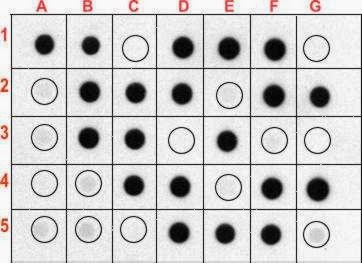 dot blot 96 wells dot blot 96 wells