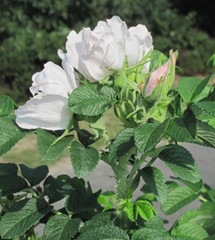 Cape Cod wild white CC rose