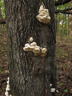 Irpex lacteus clumps on tree
