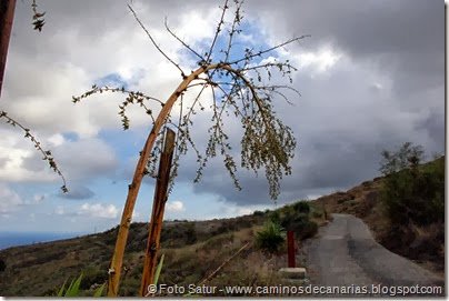 6644 Circular a Firgas-Ruta 4 6644 Circular a Firgas-Ruta 4