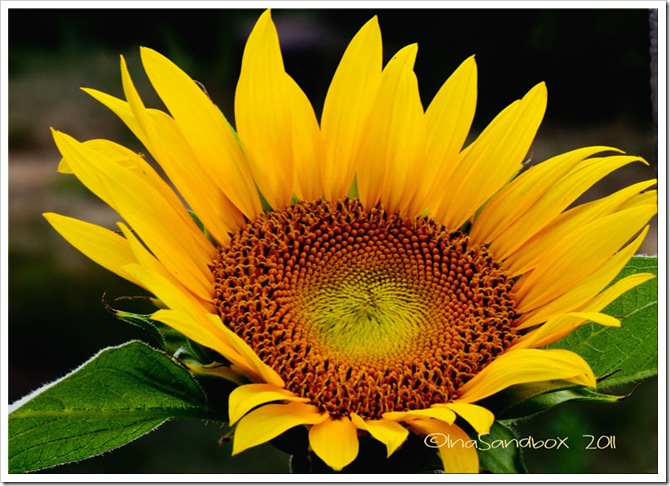 sunflower-with-four-more-fr