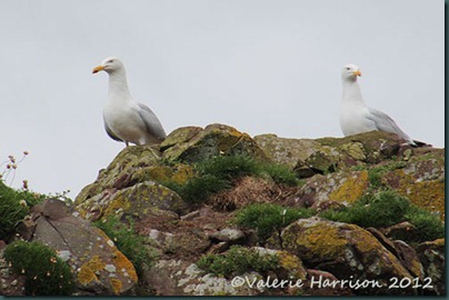 35-herring-gulls