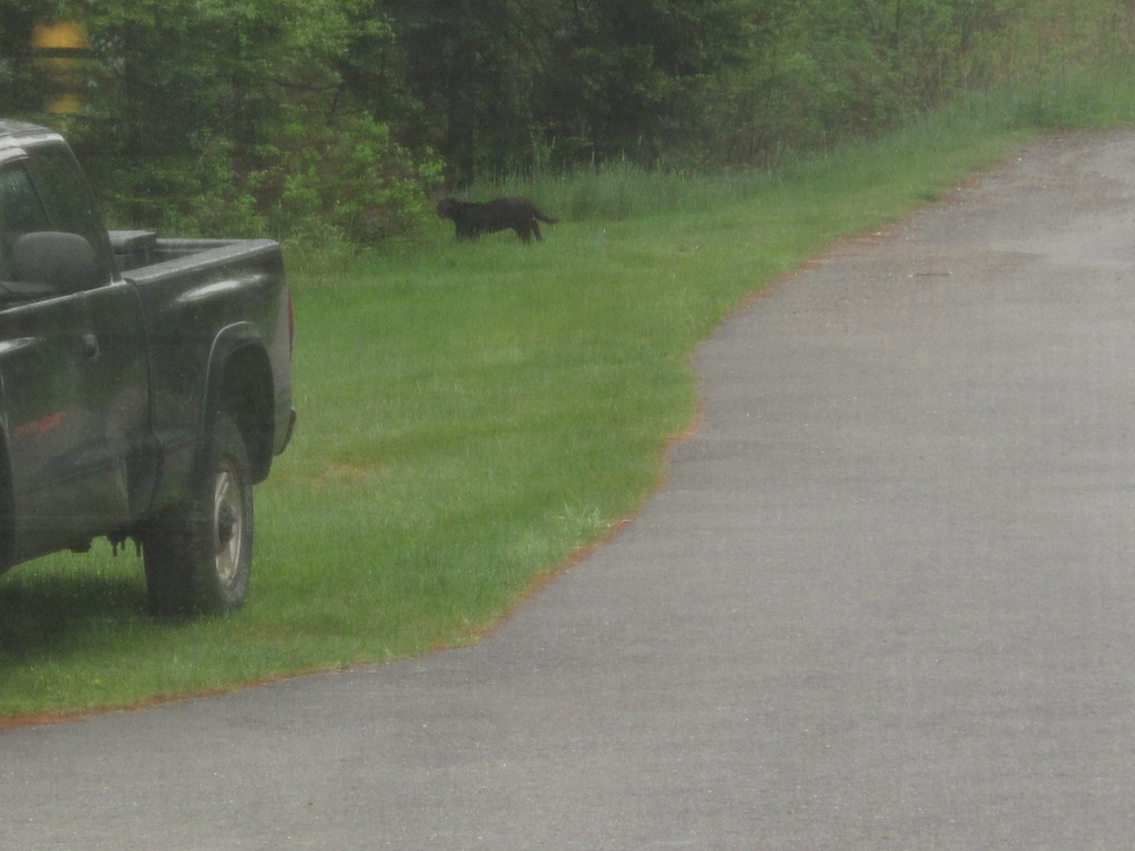 [bigblackcat%255B4%255D.jpg]