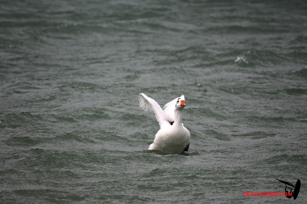 20140330_La_ganguise_082.JPG