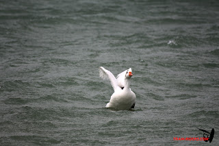 20140330_La_ganguise_082.JPG