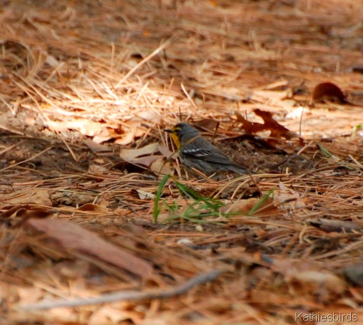 3. graces warbler-kab