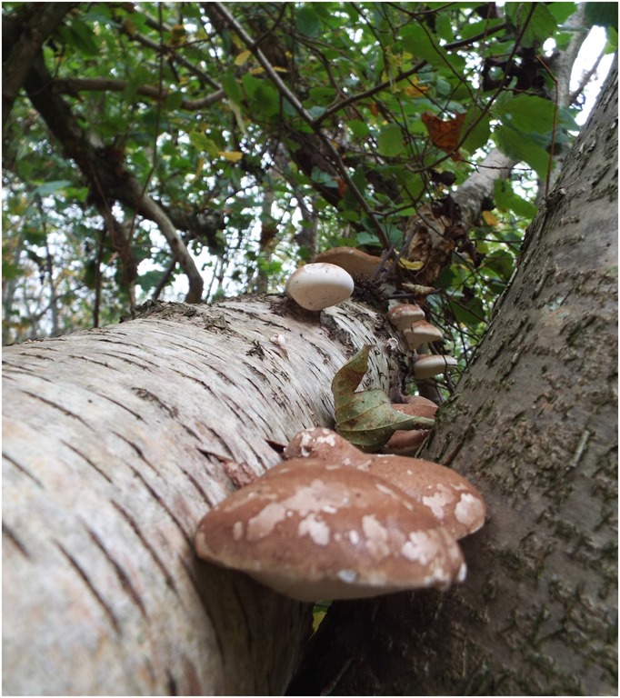[mushrooms-climbing-up-a-tree2.jpg]