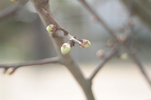 20110315 (1) (Large)