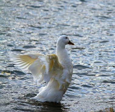 duck dance