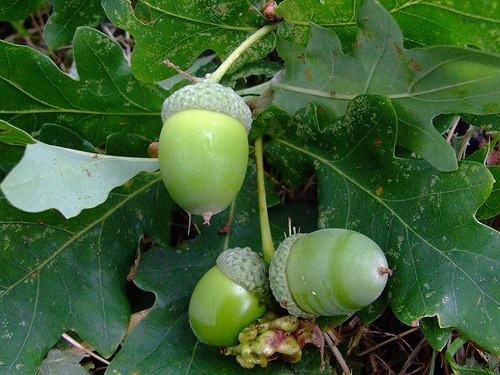 [Quercus-ruber2.jpg]