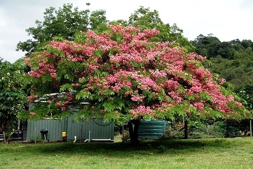 [Cassia%2520javanica3%255B6%255D.jpg]