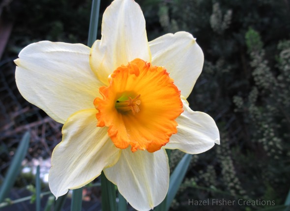 2014 March 24 spring time flowers photograph daffodil