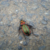 Ground Beetle