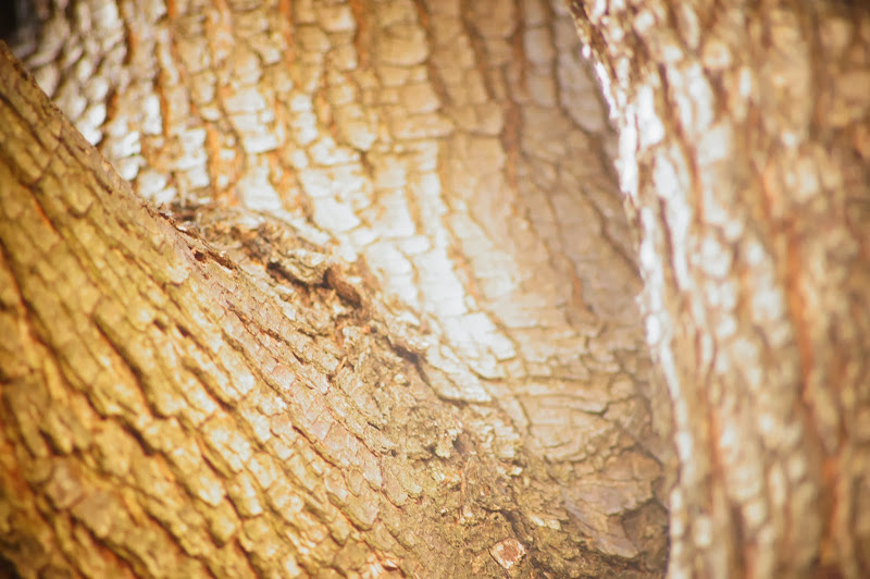 free-tree-bark-pictures-1 (2387)