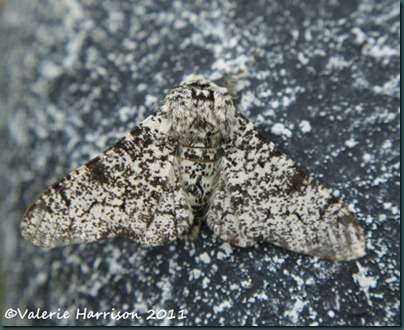 peppered-moth