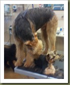 airdale and yorkie airdale and yorkie