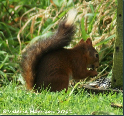 22 red-squirrel-black-tail-2