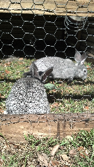 harvesting grains, pasturing rabbits | grove ladder farm