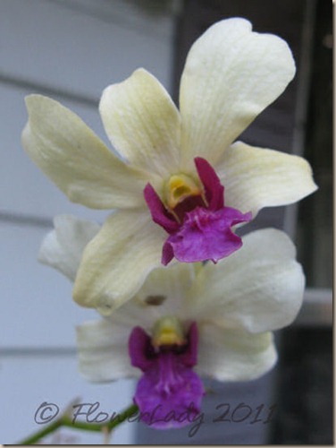 06-11-doug-orchid