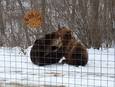 Sanctuarul de ursi LiBearty: ursi jucandu-se 