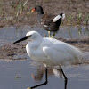 Little Egret