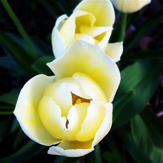[tulips2014%255B5%255D.jpg]