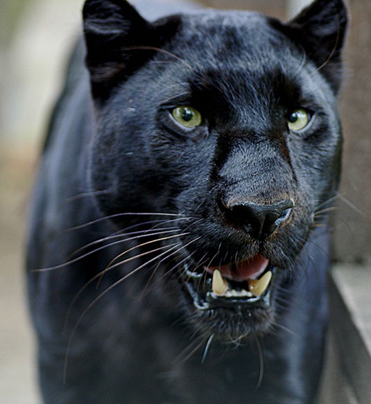 [Panther-animal%255B6%255D.jpg]