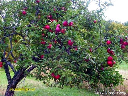 One of our bountiful trees