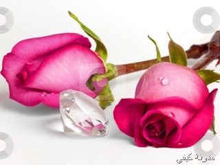 -Two-Pink-Roses