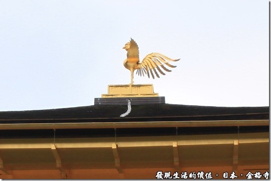 日本-金閣寺屋頂的鳳凰。 
