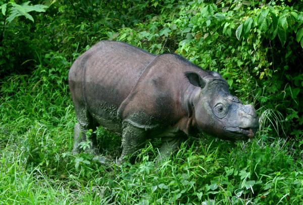 Sumatran rhino in Sabah, a neighboring state in Malaysian Borneo. Photo: Jeremy Hance