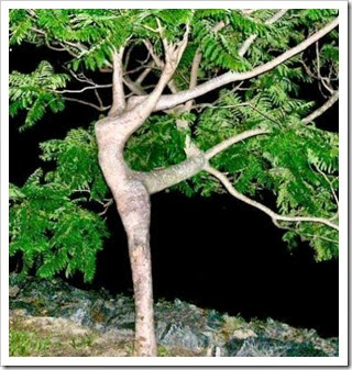 Dancing-Tree