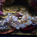 Harlequin shrimp