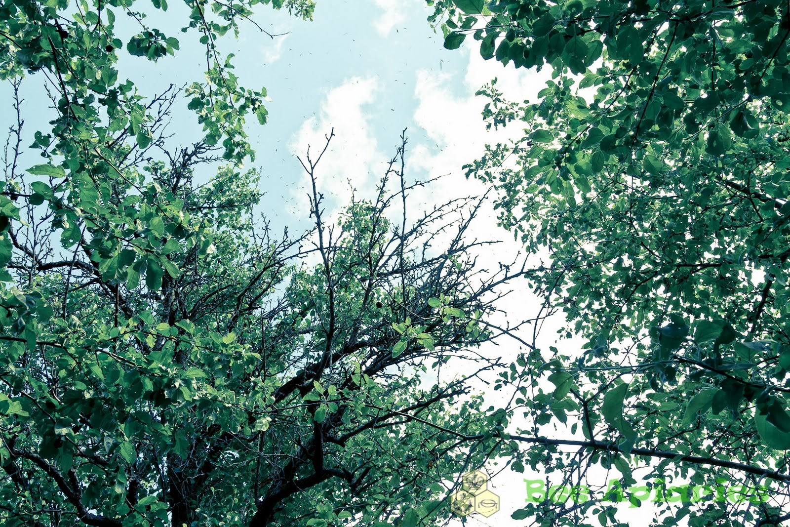 [BeeApiaries_IMG_4084%255B5%255D.jpg]