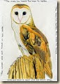 Barn Owl 5049