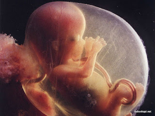Un foetus. Photo sante.telediaspora.net