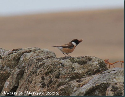 51-stonechat-and-emperor