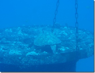 Sea Turtle Sighting aboard the Atlantis Submarine Waikiki
