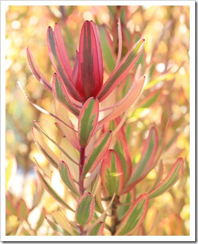 121027_UCSCArboretum_Leucadendron-Safari-Sunshine_01