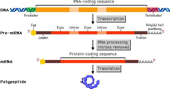 eukarotic mRNA