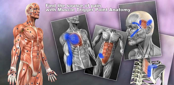 Muscle Trigger Point Anatomy v2.1 Apk