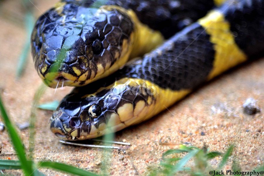 banded krait snake  by Sanjoy Bose - Animals Reptiles