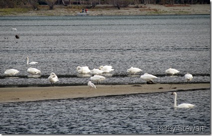 14 Tundra Swans and a gull