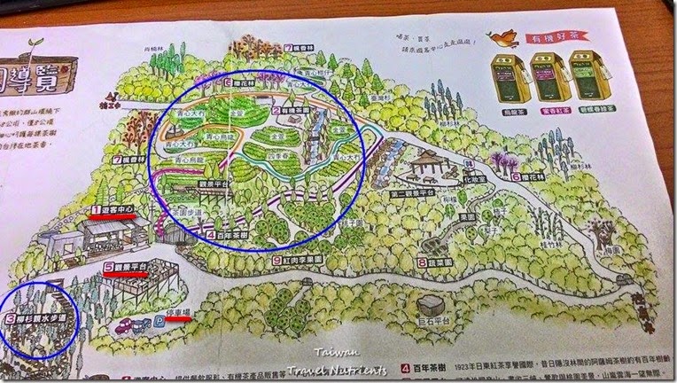 三峽熊空茶園 (1)