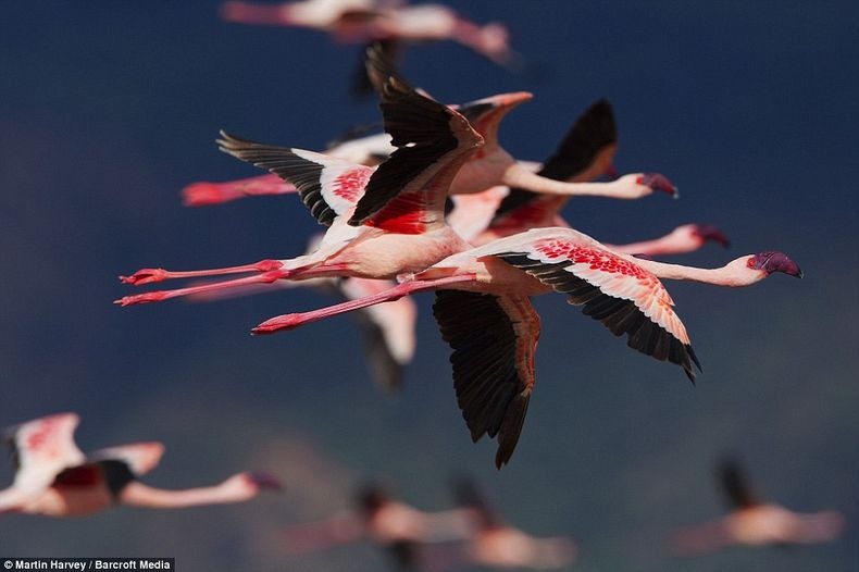 طائر الفلامنكو يهاجر الى الاهوار 
