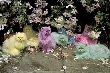 Tim Walker, Pastel Cats