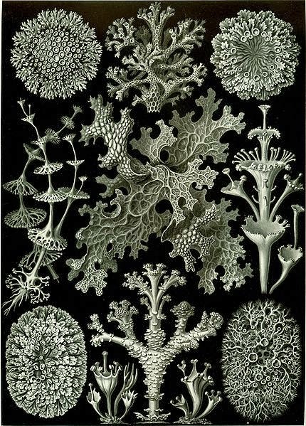430px-Haeckel_Lichenes.jpg